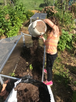 September 16, 2017: A wee neighbor helps add potting soil to the base of the frame. (about an inch)